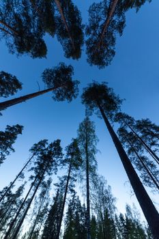 Sky in Pine Forest. Looking up in Pine Forest with wide angle lens.