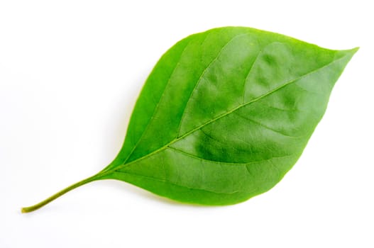 Green leaf of bougainvillea spectabilis wind on a white background.