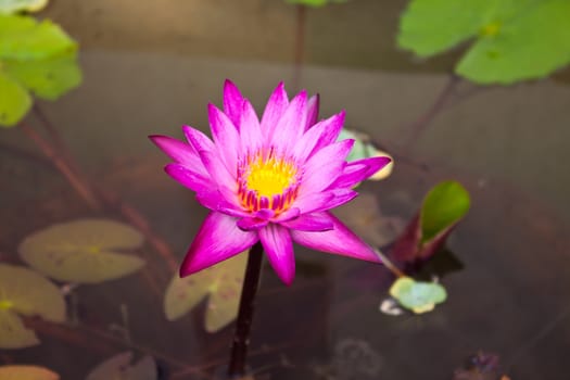 pink water lily and leaf in pond