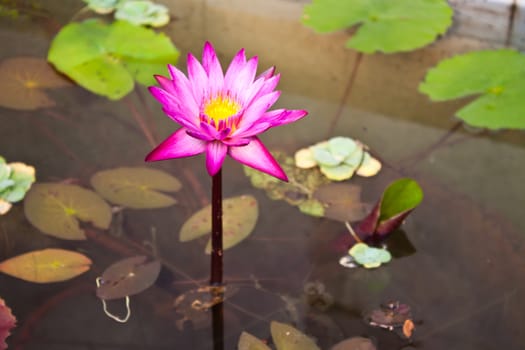 pink water lily and leaf in pond