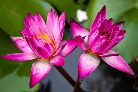 pink water lily and leaf in pond