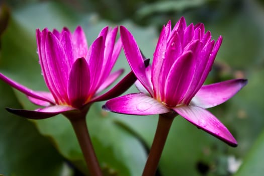 pink water lily and leaf in pond