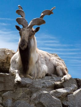 markhor lying on a rock