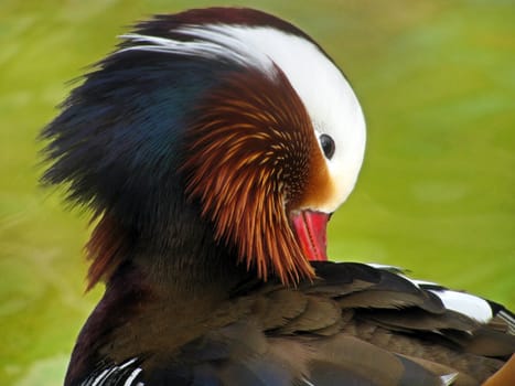mandarin duck cleaning feathers