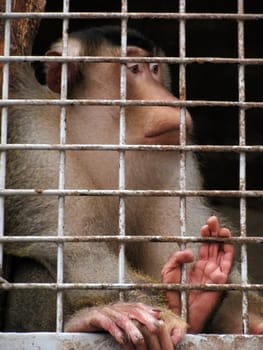 monkey in zoo cage