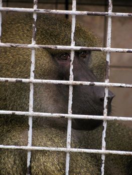 monkey in zoo cage