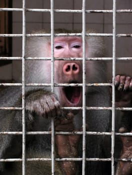 yawning monkey in a zoo cage