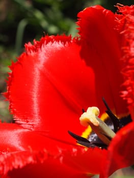 red, velvety petals of a tulip, close-up