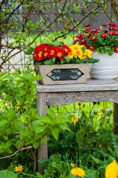 Pretty potted daisy in a beautiful garden