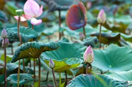 View of quiet backwater lake with lotuses