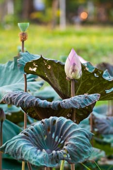 View of quiet backwater lake with lotuses