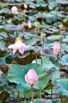 View of quiet backwater lake with lotuses