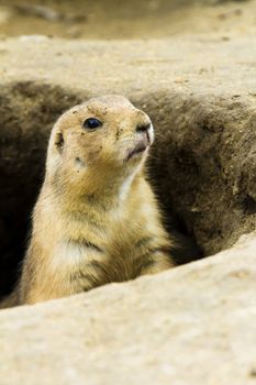 Ground hog trying to see out his hole to see if it is safe or not to get out