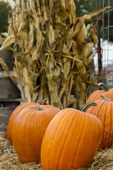 Large pumpkins on a bed of straw with corn stalks in the background