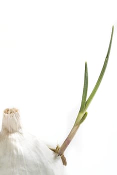 Organic garlic sprouting from the cloves and breaking through it's skin