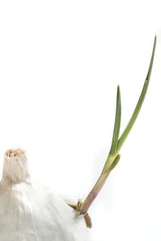 Organic garlic sprouting from the cloves and breaking through it's skin