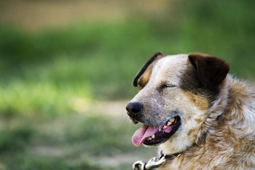 During a hot day a single dog on a leash is resting in the yard. Eyes closed and tongue out.