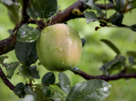 Apple on a tree after a rain