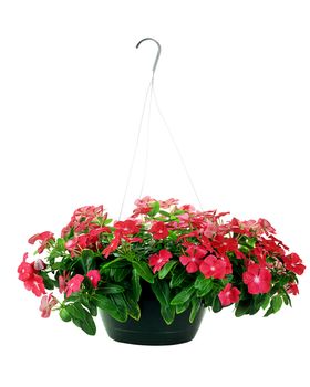 Hanging Basket with Impatiens flowers isolated over a white background with clipping path included.
