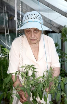 The old woman in a hothouse at bushes of tomatoes