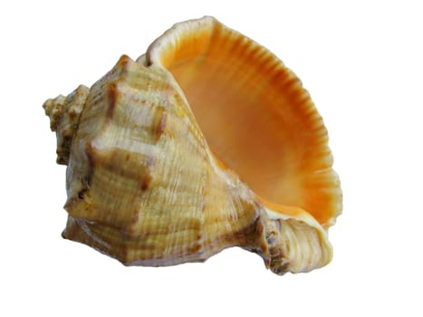 sea shell over white