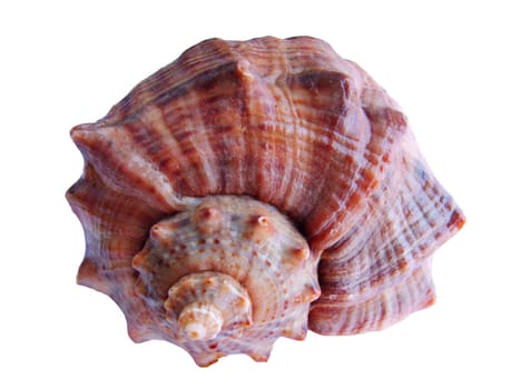 sea shell isolated on white