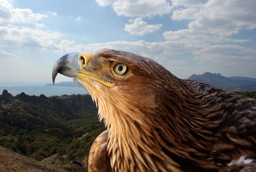 golden eagle over mountains landscape