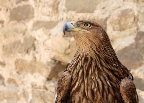 close up of golden eagle in front of wall