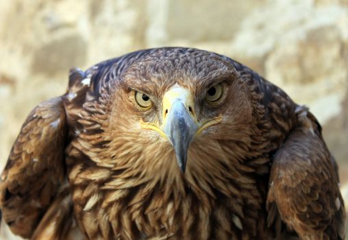golden eagle stare