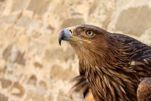 close up of golden eagle in front of wall