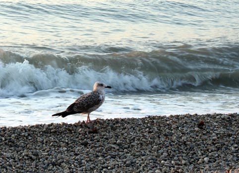 seagull on coast at morning