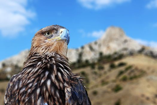 golden eagle over mountains