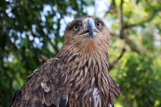 golden eagle over trees