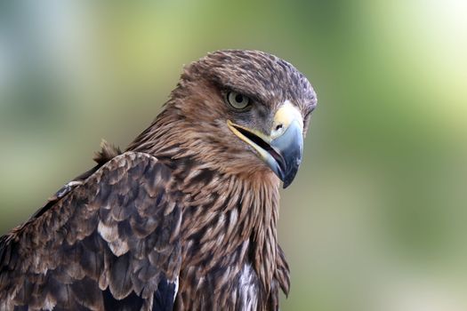 close up of golden eagle