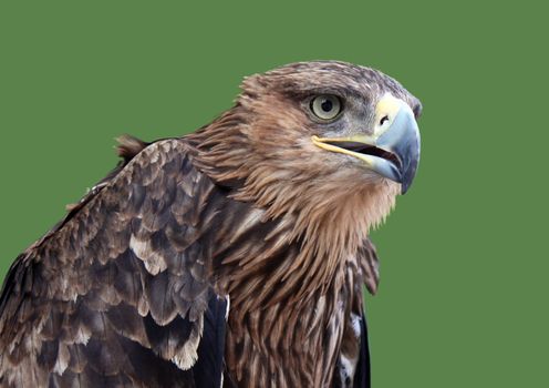 golden eagle over green background