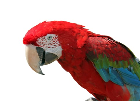 head of macaw isolated on white