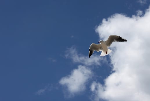 seagull in a blue sky with clouds