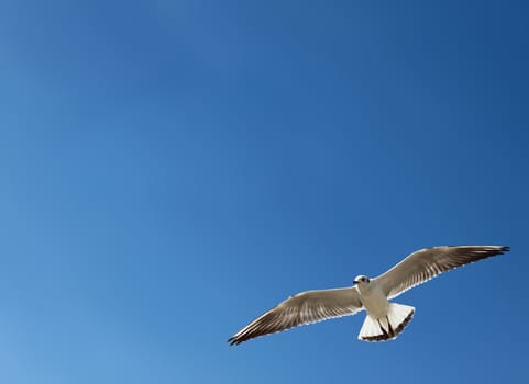 seagull in a  blue sky
