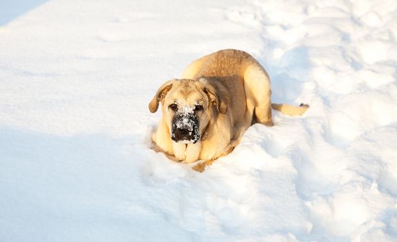 Spanish mastiff in snow in the winter afternoon