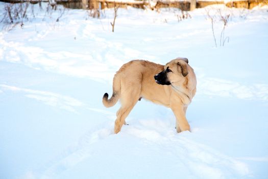 Spanish mastiff in snow in the winter afternoon