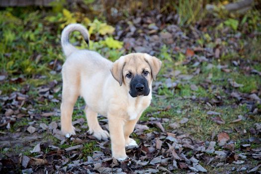 Puppy of the Spanish mastiff in square  