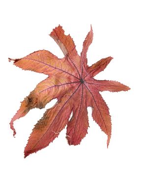 Dry leaf isolated on a white background