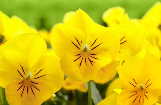 yellow pansy flowers at spring in the garden 