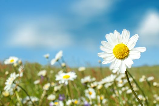close up of white marguerite flowers in meadow