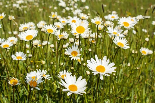 close up of white marguerite flowers in green meadow