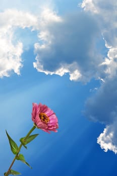 Pink flower Zinnia with green leaves and blue sky