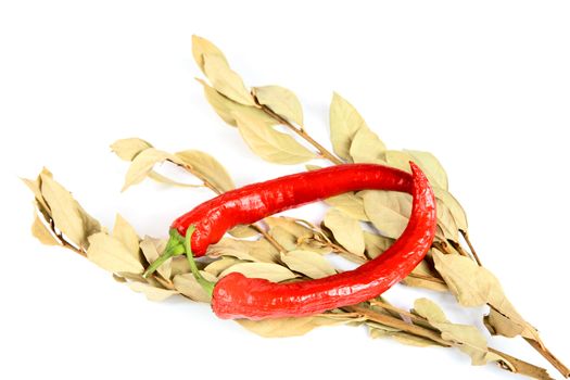 Pods of pepper and bay leaf branch isolated on a white background