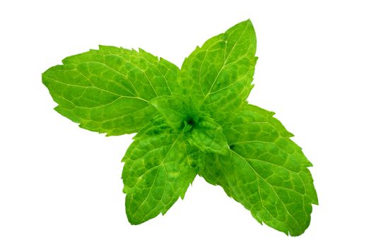 macrophotography of outbreaks of mint leaf trimmed and isolated