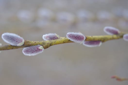 pussy willow branches - close-up on silver grey