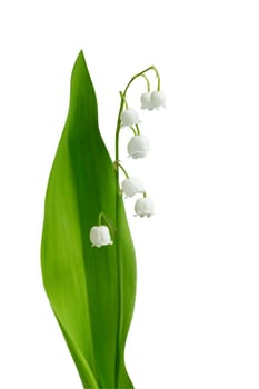 Lily-of-the-valley with long green leaf on white background. Isolated with clipping path